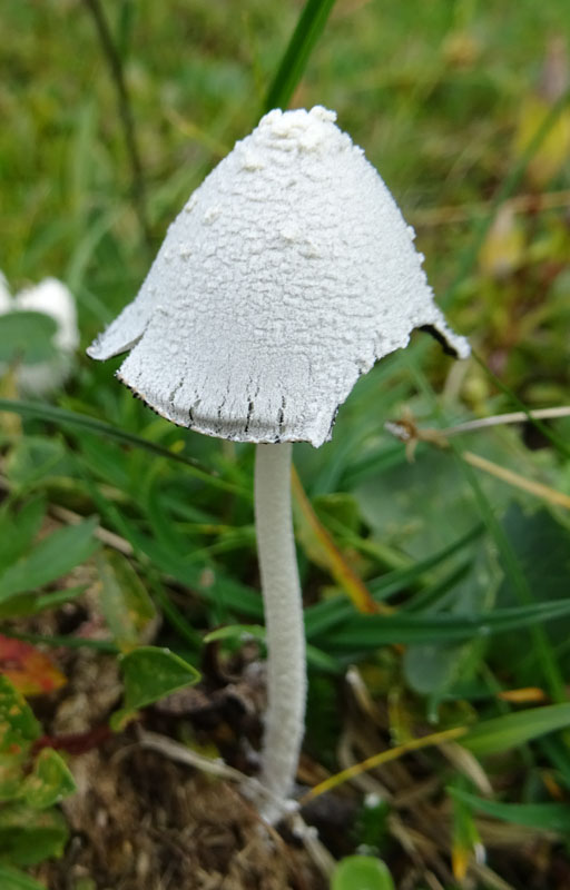 Coprinopsis nivea